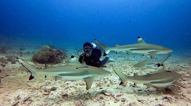 Liburan ke Morotai? Daloha Beach Punya Pasir Putih hingga Spot Diving Kelas Dunia