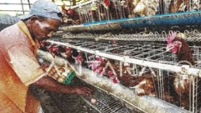 Pemerintah Perkuat Industri Perunggasan Lewat Penyesuaian Harga dan Perlindungan Peternak
