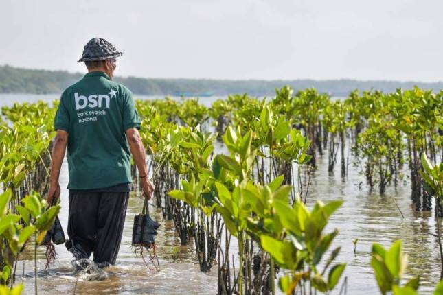 Memelihara Warisan Pesisir: Bank BSN Jadikan Monitoring Kunci Keberhasilan Rehabilitasi Mangrove