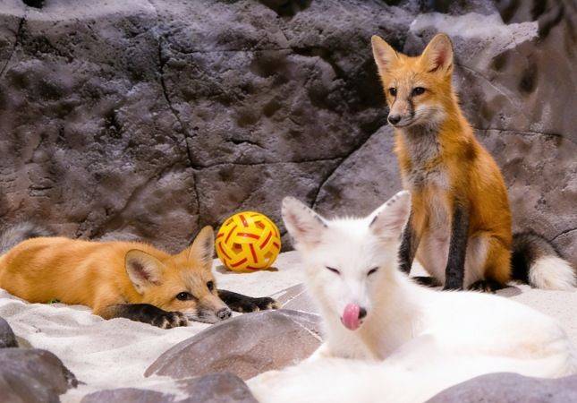 Bikin Gemas! Jakarta Aquarium & Safari Datangkan Red Fox dan Arctic Fox