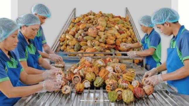 Kuasi Asia, Industri Olahan Kakao Nasional Siap Rajai Pasar Global