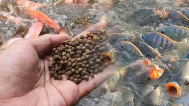 Pembudidaya Ikan Bahagia! BRIN Bawa Kabar, Pakan Ikan Berbasis Kecipir, Bisa Bikin Gurami Tumbuh &nbsp;Dua Kali Lipat