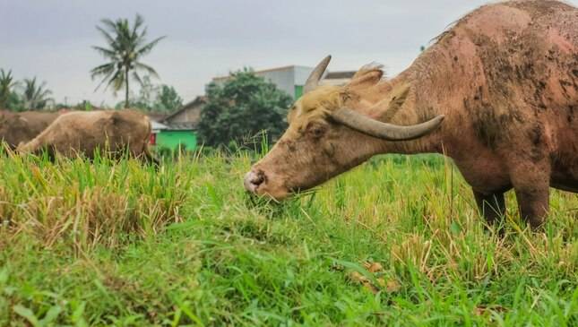 Cara Membuat Ekosistem Desa Mandiri: Integrasi Ayam Petelur, Sapi, dan Padi yang Saling Menguntungkan