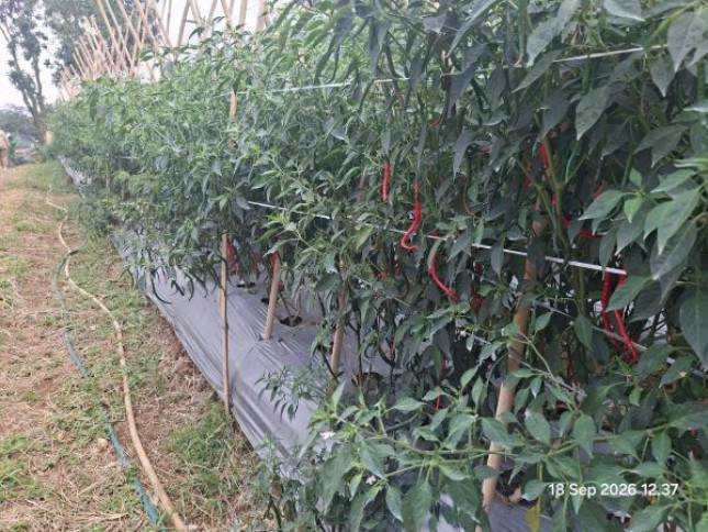 Produksi Padi dan Cabai Bogor Meningkat dalam Demplot Aplikasi Pupuk Hayati ExtraGen