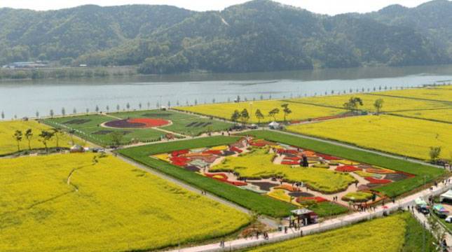 Menikmati Keindahan Bunga Canola di Festival Bunga, Korea Selatan
