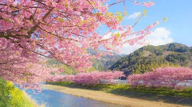 Jepang Mengeluarkan Paspor Vaksinasi Covid-19 Untuk Warganya yang ke Luar Negeri