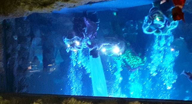 Sambut Imlek, Sea World Hadirkan The Battle of Yin Yang Di Akuarium Utama