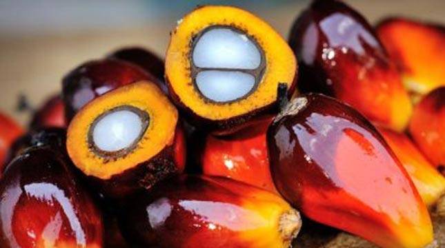 Kemendag Rilis HPE & HR Juli 2026: Kakao dan Pinus Naik, CPO Turun