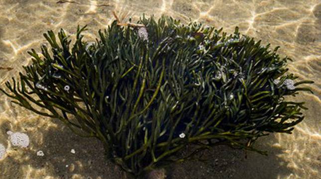 KKP Diminta Serius! Komisi IV: Indonesia Penghasil Rumput Laut Terbesar Dunia! Namun, Produk Olahannya Malah di Pasok dari Jepang dan Thailand 