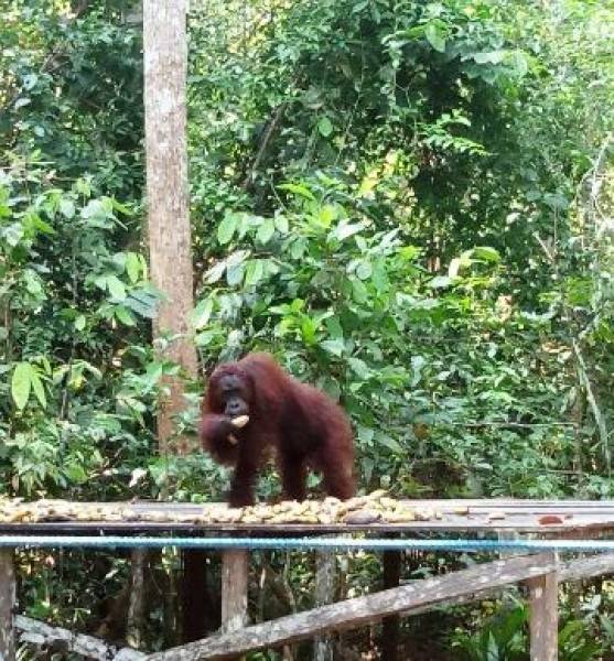 Bertualang Menjumpai Spesies Orangutan yang Langka di Kalteng
