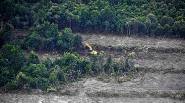 Senayan Ungkap Mayoritas Pelaku Perambah Kawasan Hutan adalah Perusahaan Pendatang dan Para Mafia Sawit