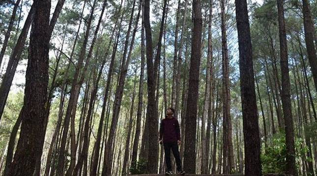 Tak Hanya di Pulau Jawa, Sulawesi Juga Punya Wisata Hutan Pinus, Seperti Apa Ya?