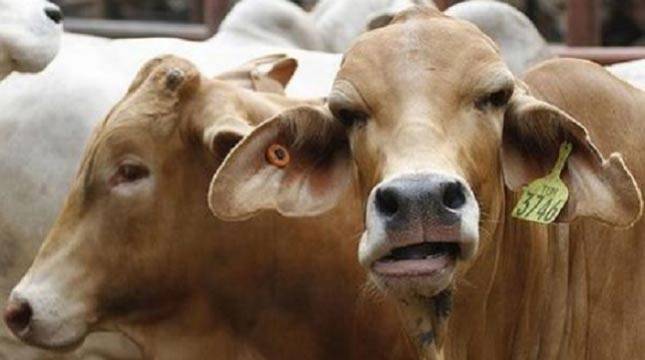 Jelang Idul Adha, Surabaya Perlu Kurban Capai 2.000 Sapi