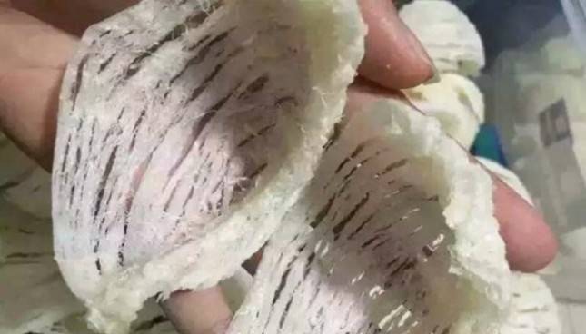 Bakal Meningkat Tajam, PPSBI Klaim Ekspor Sarang Burung Walet Bikin Kaya RI