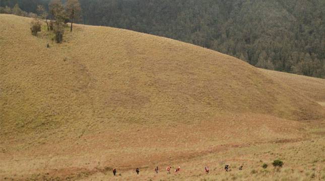 Mendaki Gunung Semeru, Hati-Hati Ada Jalur Pelintasan Macan Tutul