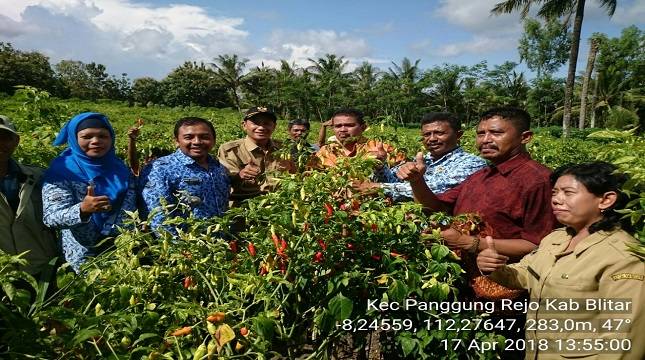 Blitar Panen Cabai 4.000 Ha, Siap Amankan Pasokan