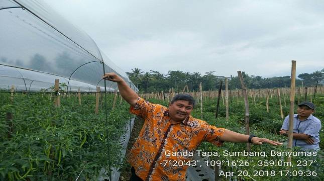 Metode Sungkup Produksi Cabai Jadi Yahud