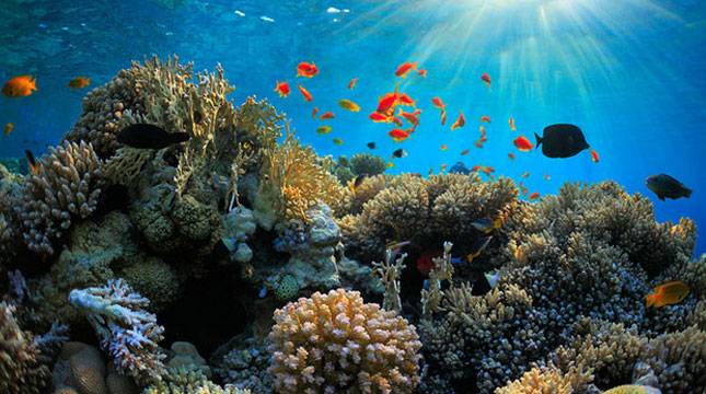 Hawaii Larang Wisatawan Gunakan Tabir Surya, Mengapa?