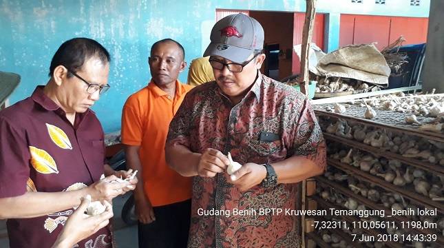 Bawang Putih Benih Lokal dan Impor Taiwan Cocok di Indonesia