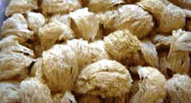 Tiongkok Tertarik Investasi Sarang Burung Walet di Indonesia