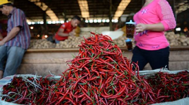 Para Petani Cabai Tidak Meraup Untung Dari Tingginya Harga Cabai