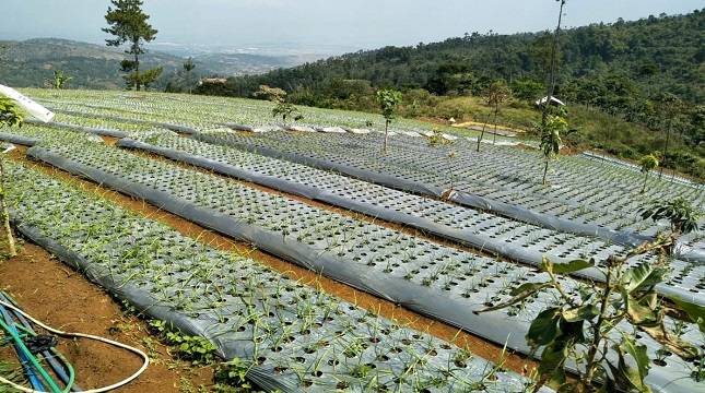 Geliat Bawang Putih di Wilayah Mangkarnata