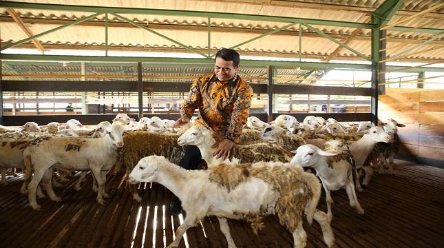 Indonesia Ekspor Perdana 60.000 Ekor Domba Ke Malaysia