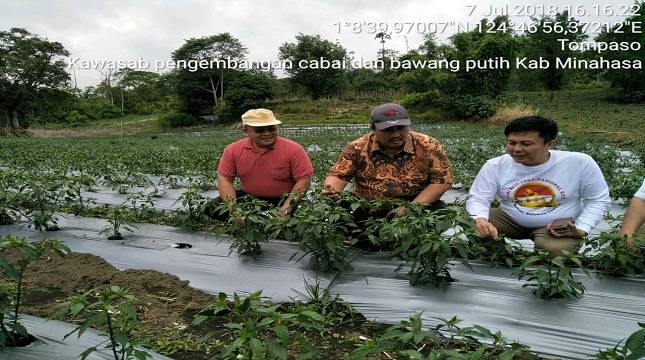 Kawasan Kaki Gunung Sopotan Minahasa Penyangga Cabai dan Bawang Merah