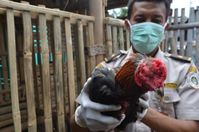 Flu Burung Mewabah di Malaysia, Kementan Larang Pemasukan Unggas dan Produknya