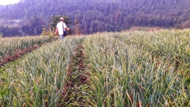 Varietas Tawangmangu Baru Didorong Untuk Swasembada Bawang Putih