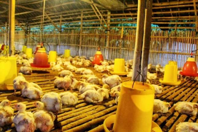 Pemerintah Gerilya Bantu Peternak Ayam Petelur Untuk  Mandiri