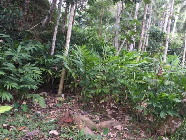 Kementan Pacu Produksi Kapulaga Sebagai Tanaman Obat