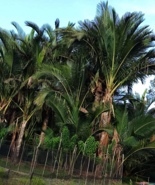 Konsumsi Mie Instan Indonesia Kedua Didunia Setelah Tiongkok, Pemerintah Sedang Kembangkan  Mie Sagu Instan 