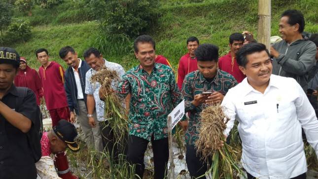 Kementan Tanam 575 Hektar Bawang Putih di Solok