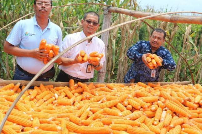 Masuk Panen Raya, Bupati Pacitan Minta Harga Jagung Stabil