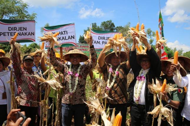 Maret 2019, Panen Raya Jagung di Bangkalan Capai 1.596 Ton PK 
