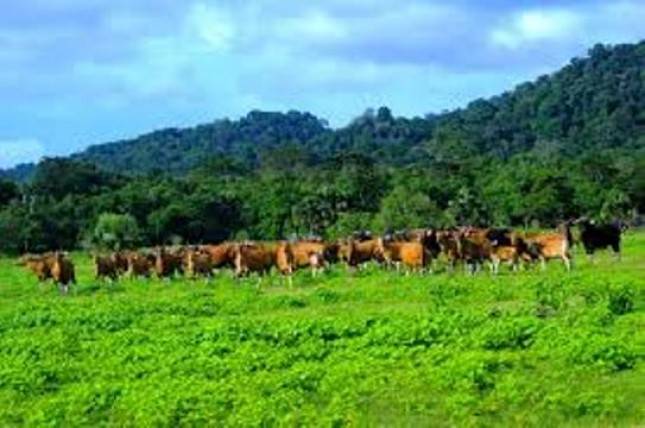 Perbaikan Akses, Tingkatkan Pengunjung Taman Alas Purwo