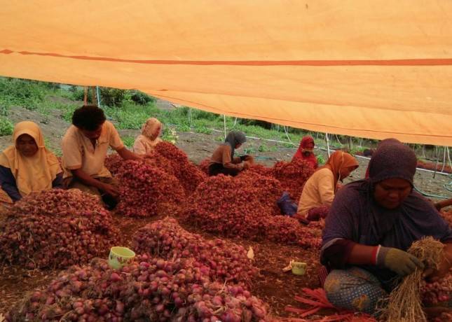 Pasokan Bawang Merah Berangsur Normal, Kementan Ingatkan Pedagang Jangan Berspekulasi