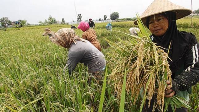 Terobosan Kementan Berhasil Tekan Inflasi Pangan Sejak 2015