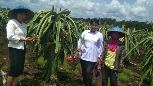 Buah Naga Lahan Gambut Kalimantan Tengah