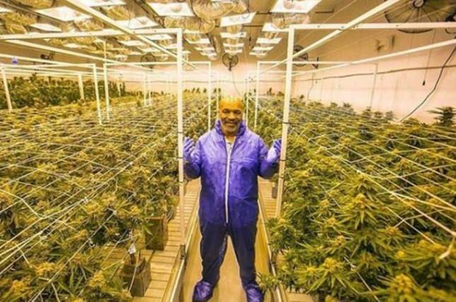 Petinju Dunia, Mike Tyson Bakal Bangun Resor Ganja di Tengah Gurun California