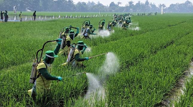 5.000 Petani Serempak Lakukan Penyemprotan Fungisida