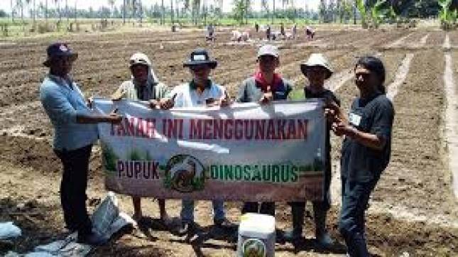 Merdeka! Pupuk Hayati Dinosaurus Bikin Tanaman Cepat Tumbuh dan Berbuah Lebat