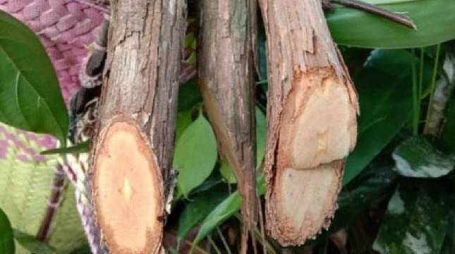 Getah Bajakah Bisa Obati Kanker?