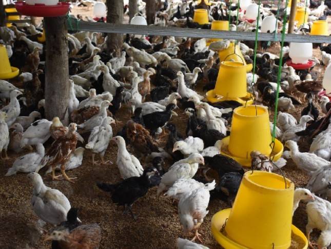 Pelaku Usaha Diminta Patuh Pengurangan Livebird