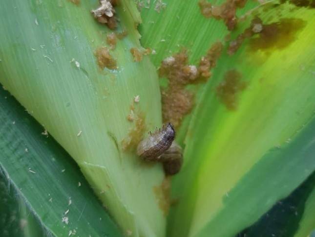 Kementan Bersama Petani Lakukan Gerakan Pengendalian Serangan Ulat Grayak 