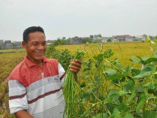 Pangan Sehat Tingkatkan Gizi Masyarakat