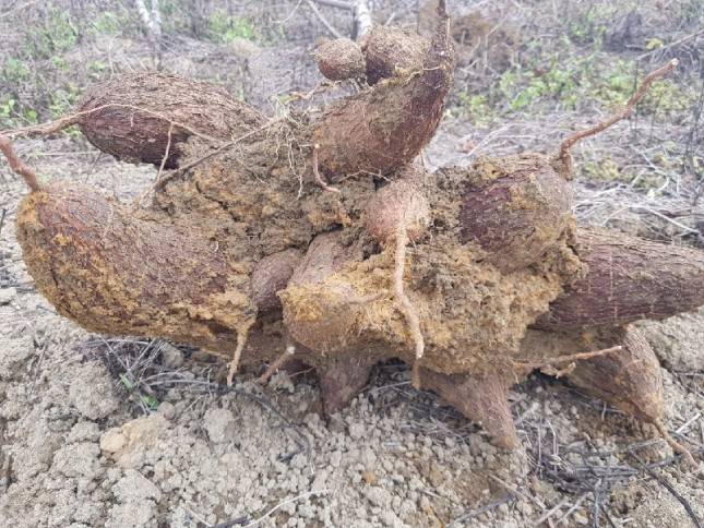 Pengembangan Bibit Unggul Ubi Kayu, Kementan Bantu Sertifikasi 
