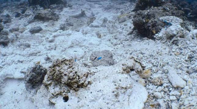 Dewan Adat Raja Ampat Buat Aturan Perlindungan Laut dan Hutan
