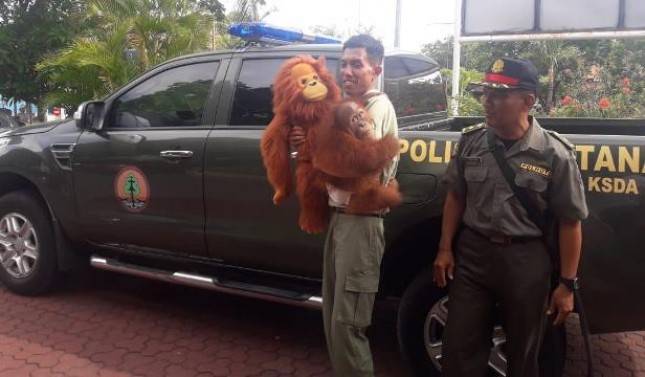 Sriwijaya Air Dukung Relokasi Orang Utan Bonbon dari Bali ke Sumatera Utara